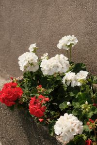Kaboompics - White Blossoms Against a Neutral Textured Wall with Copy Space