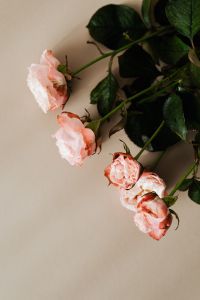 Kaboompics - Close-Up Pink Roses and Deep Green Foliage on Neutral Background