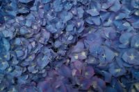 Kaboompics - Blue Hydrangea Blossoms Filling the Frame, Floral Background