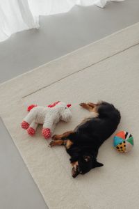 Kaboompics - White and Black Dog Reaching for a Treat at Home