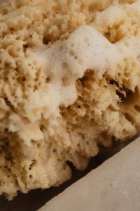 Kaboompics - Close-Up of Soap Foam on a Natural Sea Sponge