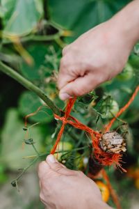 Kaboompics - Close-Up of Hand Securing Tomato Stem with Red Garden Twine