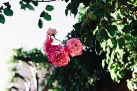Kaboompics - Roses of Bulgaria