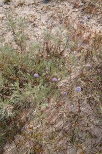 Kaboompics - Purple Wildflowers Growing in Coastal Dune Grass