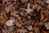 Kaboompics - Top-Down Autumn Forest Floor Covered with Brown Oak Leaves and Fine Twigs