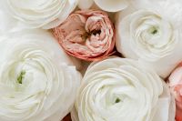 Kaboompics - White Ranunculus and Blush Flowers in a Neutral Floral Still Life, Close-Up