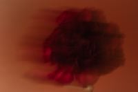 Kaboompics - Red Flower Motion Blur Macro on Orange Background
