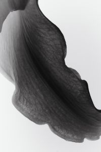 Kaboompics - Abstract Curved Petal Backlit Monochrome Botanical Fine Art