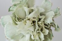Kaboompics - Colorful carnations flowers - Dianthus caryophyllus