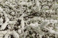 Kaboompics - Dense White Spring Blossoms Covering Tree Branches, Flowering Canopy Background for Seasonal Nature Design