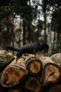 Kaboompics - A small black dog on a pile of felled wood in the forest
