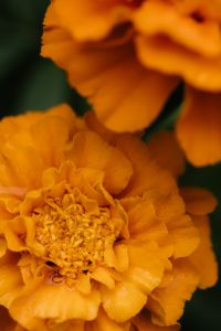 Kaboompics - Abstract Orange Flower Petals in Soft Focus