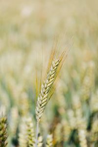 Kaboompics - Ear of grain