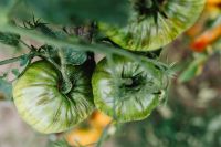 Kaboompics - Macro View of Two Ribbed Green Heirloom Tomatoes on the Vine