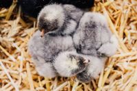 Kaboompics - Mixed-Color Baby Chicks in Straw