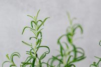 Kaboompics - Rosemary in a pot
