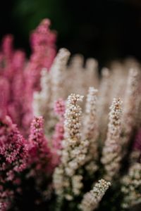 Kaboompics - Pink and White Erica Blossoms against Dark Green Background, Vertical Floral Macro
