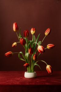 Kaboompics - Red and Orange Tulip Bouquet on Dark Brown Floral Background with Copy Space