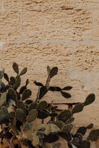 Kaboompics - Prickly Pear Cactus and Weathered Stone Wall with Copy Space