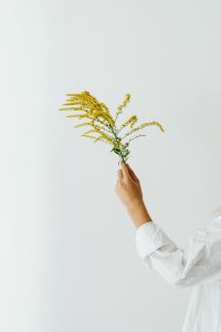 Kaboompics - Goldenrod Sprig Held Against White for Botanical Blog and Design Use