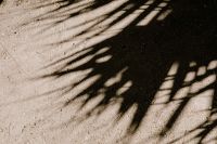 Kaboompics - Wide Palm Leaf Arrangement Across Garden Greenery