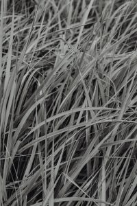 Kaboompics - Sea Grasses Blowing In Breeze - Backgrounds