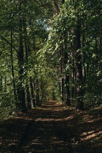 Kaboompics - Narrow Forest Trail Through Green Woodland