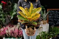 Kaboompics - Woman holding a croton - Codiaeum