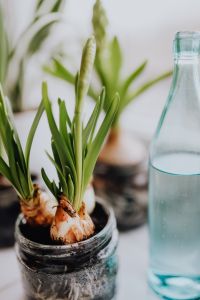 Kaboompics - Sprouting Muscari Bulbs and Green Leaves beside Glass Bottle