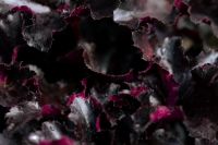 Kaboompics - Dark Purple Heuchera Foliage with Rich Autumn Texture