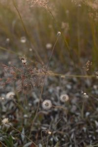 Kaboompics - Soft Focus Meadow with Delicate Seed Heads and Copy Space