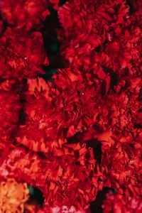 Kaboompics - Collection of colourful flower bouquets