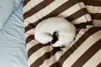 Kaboompics - Small Dog Sleeping Curled Up on Striped Bed