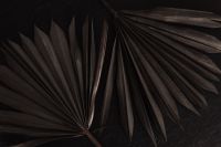Kaboompics - Overlapping Dried Palm Fans on Black Wood, Dark Botanical Flat Lay