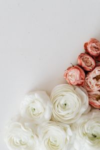 Kaboompics - Vertical White and Blush Flower Cluster on Right with Neutral Copy Space