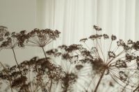 Kaboompics - Dried Floral Stems with Soft Focus and Sheer Curtain