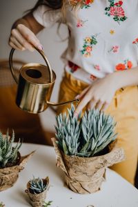 Kaboompics - Close-Up of Brass Watering Can Over Blue Chalk Stick Succulent