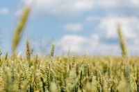 Kaboompics - Field of grain