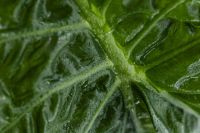 Kaboompics - Alocasia Leaf Pattern in Soft Light