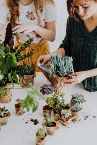 Kaboompics - Two Women Repotting Succulents Together at a White Table