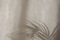 Kaboompics - Palm Frond Shadow Across a Textured Neutral Wall