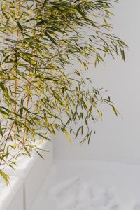 Kaboompics - Bamboo Branches Above a Snow-Covered Patio