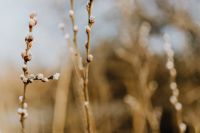 Kaboompics - Fresh spring catkin branches
