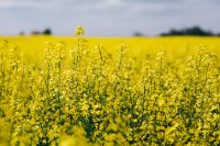 Kaboompics - Canola Blossoms in Full Bloom