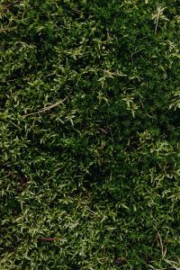 Kaboompics - Rich Green Moss Texture on Forest Floor