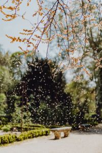 Kaboompics - Jacaranda Blossom Petals on Garden Ground