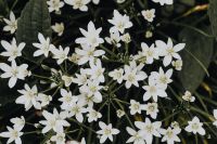 Kaboompics - White flowers Ornithogalum close-up