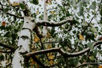 Kaboompics - Birch tree branches