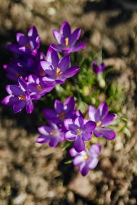 Kaboompics - Purple crocuses blooming in spring