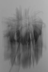 Kaboompics - Black and White Flower Motion Blur Abstract Background